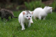little adventurers