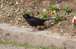 black bird