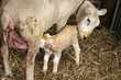 lamb just born