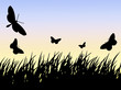 butterflies and grass