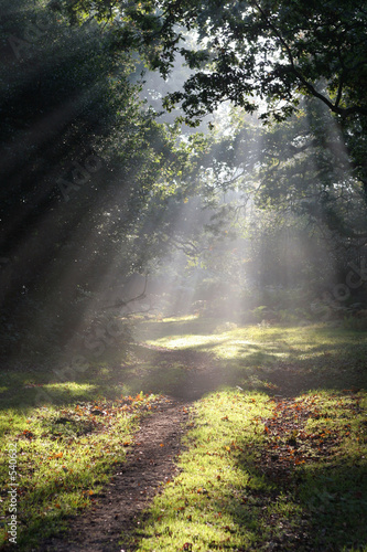 forest glade