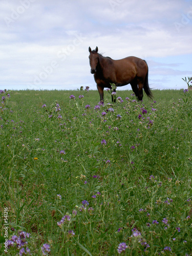 cheval dans champ fleuri