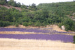 champs de lavande