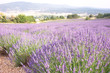 champs de lavande