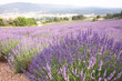 champs de lavande