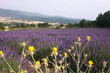 champs de lavande