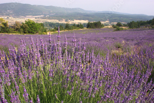 champs de lavande