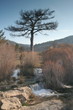 el pino y el río