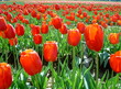 champ de fleurs tulipes rouges champ de fleurs tulipes rouges