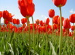 tulipes rouges fleurs de carqueiranne tulipes rouges fleurs de carqueiranne