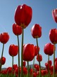 tulipes de carqueiranne dans le var tulipes de carqueiranne dans le var