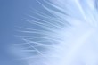 feather on blue