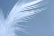 white feather