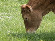 vache limousine dans un prés