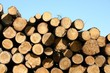 troncs d'arbres empilés
