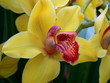 kahnlippe cymbidium hybride gelb makro kahnlippe cymbidium hybride gelb makro