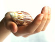 shell on hand