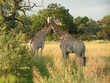 giraffes in botswana
