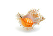sea shell sea shell