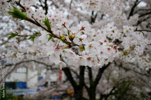 Photo: spring flowers spring flowers