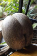 coco de mer