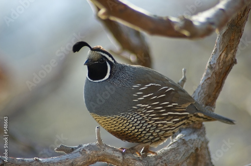 quail sitting on the tree
