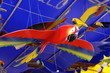 craftsmenship birds - brazilian araras craftsmenship birds - brazilian araras