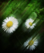 abstract flowers 2