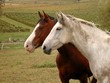 chevaux semi-sauvages