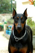 doberman