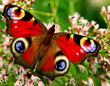 Tagpfauenauge