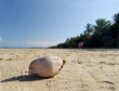 Foto: kokosnuss am strand kokosnuss am strand