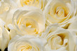 flower 38 flower 38