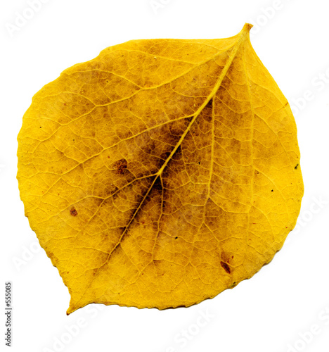 aspen leaf