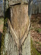 la nature s'habille la nature s'habille