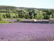lavande