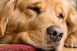 beautiful golden retriever beautiful golden retriever