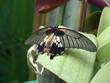 papillon se repose papillon se repose