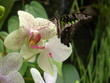 le papillon se pose sur l'orchidée le papillon se pose sur l'orchidée