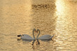 swans at sunset