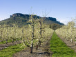 pear orchard in bloom