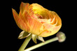 ranunculus