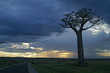 baobab