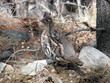 grouse grouse