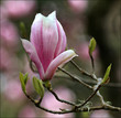 pink flower
