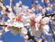 mandelblüte / mallorca
