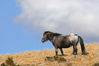 wild stallion wild stallion