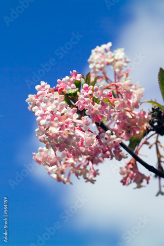 pink viburnum, blue sky and cloud pink viburnum, blue sky and cloud