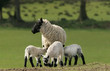 mother sheep and triplets
