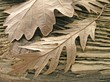 Photo en ligne au meilleur prix woodland leaves